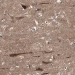 Merck Anti-OAZ1 antibody produced in rabbit