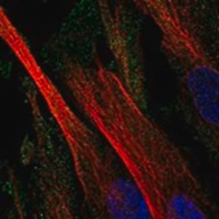 Merck Anti-CD109 antibody produced in rabbit