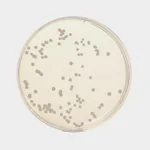 Himedia Sabouraud Dextrose Agar, Granulated
