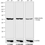 Thermo Fisher Scientific Goat anti-Rat IgG (H+L) Secondary Antibody, HRP