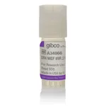 Thermo Fisher Scientific DR4 Mouse Embryonic Fibroblasts, irradiated