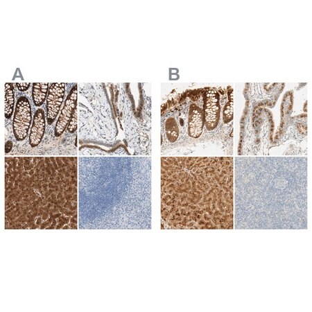 Merck Anti-SELENBP1 antibody produced in rabbit