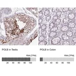 Merck Anti-POLB antibody produced in rabbit