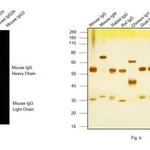 Thermo Fisher Scientific Goat anti-Mouse IgG (H+L) Highly Cross-Adsorbed Secondary Antibody, Alexa Fluor 635
