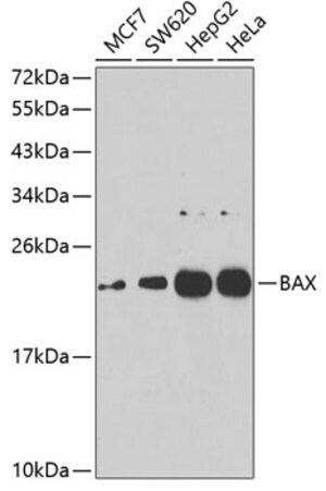 Merck ANTI-BAX ANTIBODY PRODUCED IN RABBIT