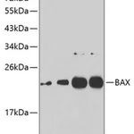 Merck ANTI-BAX ANTIBODY PRODUCED IN RABBIT