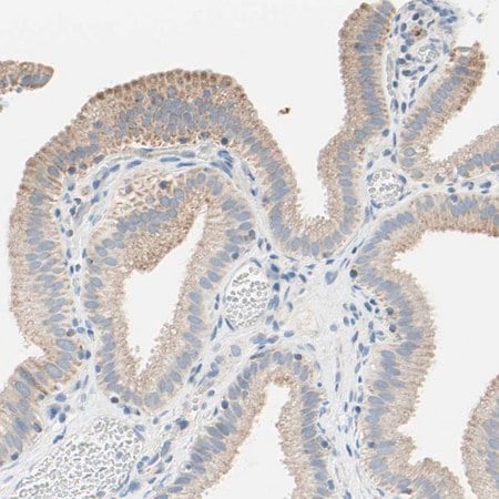 Merck Anti-MFF antibody produced in rabbit