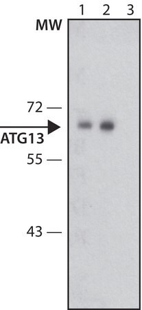 Merck Anti-ATG13 antibody produced in rabbit