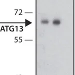 Merck Anti-ATG13 antibody produced in rabbit