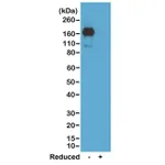 Thermo Fisher Scientific Rabbit anti-Mouse IgA Recombinant Secondary Antibody, Biotin