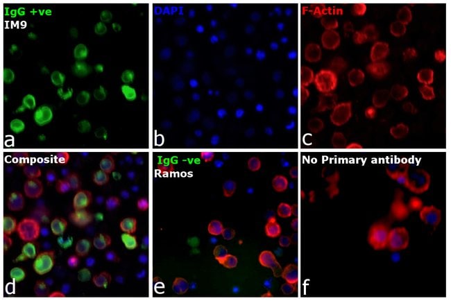 Thermo Fisher Scientific Rabbit anti-Human IgG Fc gamma Secondary Antibody
