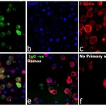 Thermo Fisher Scientific Rabbit anti-Human IgG Fc gamma Secondary Antibody