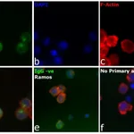 Thermo Fisher Scientific Goat anti-Human IgG Fc Secondary Antibody