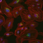 Thermo Fisher Scientific Goat anti-Mouse IgG (H+L) Cross-Adsorbed ReadyProbes Secondary Antibody, Alexa Fluor 594