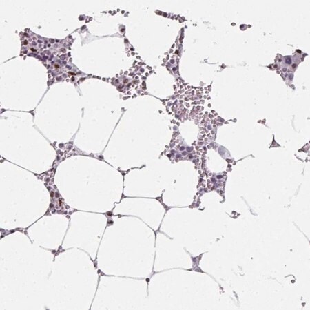 Merck Anti-SF3B5 antibody produced in rabbit