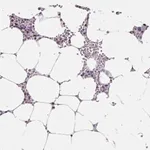 Merck Anti-SF3B5 antibody produced in rabbit