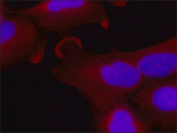 Merck Monoclonal Anti-EXOC6 antibody produced in mouse