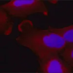 Merck Monoclonal Anti-EXOC6 antibody produced in mouse