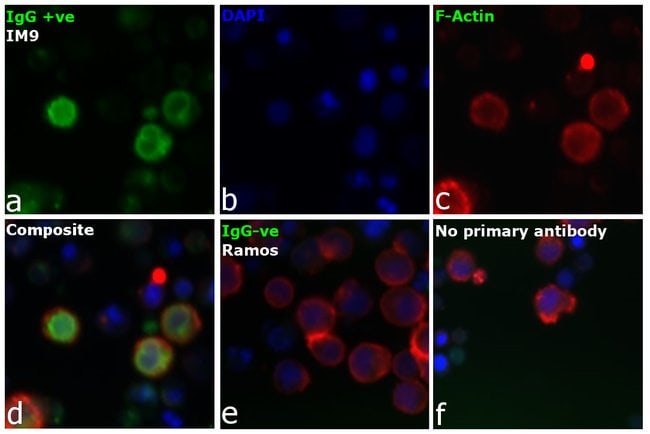 Thermo Fisher Scientific Rabbit anti-Human IgG (H+L) Secondary Antibody