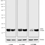 Thermo Fisher Scientific Rabbit anti-Mouse IgG (H+L) Cross-Adsorbed Secondary Antibody, HRP