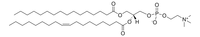 Merck Brain PC