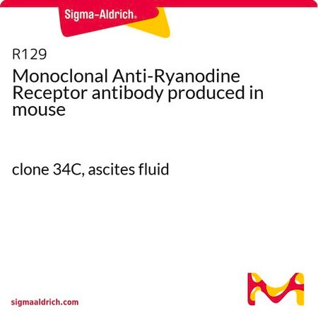 Merck Monoclonal Anti-Ryanodine Receptor antibody produced in mouse