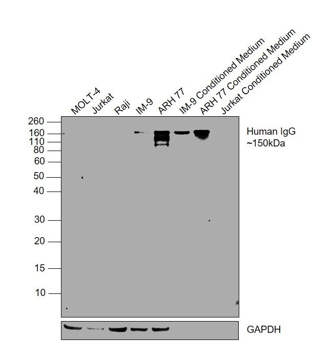 Thermo Fisher Scientific Mouse anti-Human IgG Fc (CH2 domain) Secondary Antibody