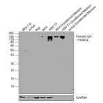 Thermo Fisher Scientific Mouse anti-Human IgG Fc (CH2 domain) Secondary Antibody