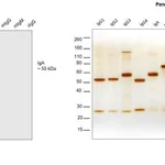 Thermo Fisher Scientific F(ab`)2-Goat anti-Human IgA Secondary Antibody, HRP