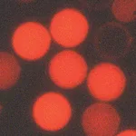 Thermo Fisher Scientific Fluoro-Max Fluorescent Carboxylate-Modified Particles with Europium Chelate, 0.1μm dia., Carboxylate-Modified