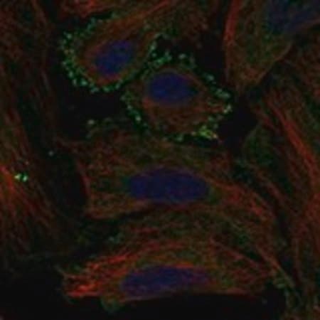 Merck Anti-MC5R antibody produced in rabbit