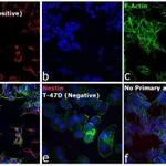 Thermo Fisher Scientific Rabbit anti-Mouse IgG (H+L) Cross-Adsorbed Secondary Antibody, Alexa Fluor 555