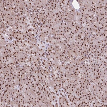 Merck Anti-RIPK3 antibody produced in rabbit