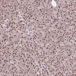 Merck Anti-RIPK3 antibody produced in rabbit