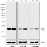 Thermo Fisher Scientific Goat anti-Mouse IgG F(ab`)2 Secondary Antibody, Biotin