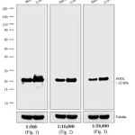 Thermo Fisher Scientific Donkey anti-Mouse IgG (H+L) Highly Cross-Adsorbed Secondary Antibody, HRP