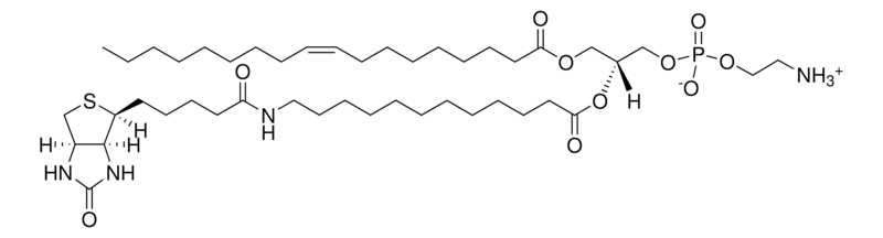 Merck 18:1-12:0 Biotin PE