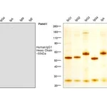 Thermo Fisher Scientific Mouse anti-Human IgG1 Fc Secondary Antibody