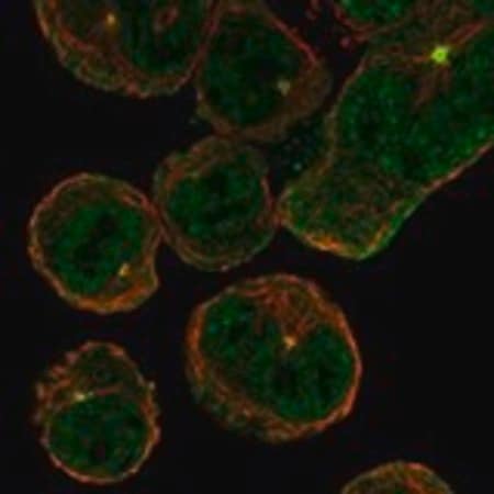 Merck Anti-ASIC4 antibody produced in rabbit
