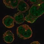 Merck Anti-ASIC4 antibody produced in rabbit