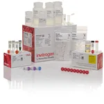 Thermo Fisher Scientific TOPO XL-2 Complete PCR Cloning Kit, with One Shot OmniMAX 2 T1<sup>R</sup> Chemically Competent E. coli Cells, 10 reactions