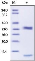 Merck CATHEPSIN L1,HUMAN