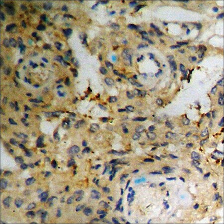 Merck Anti-phospho-Telomerase (pSer824) antibody produced in rabbit