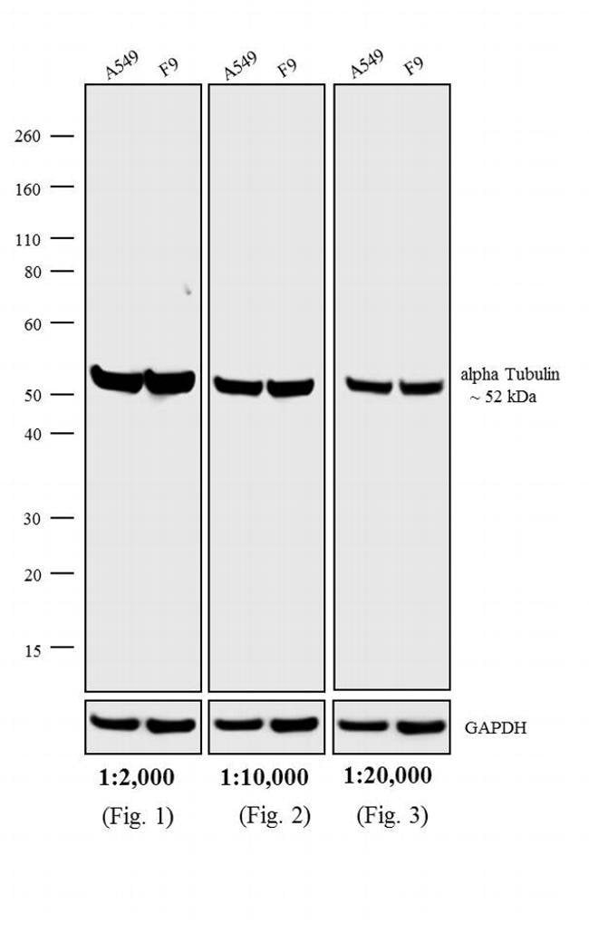 Thermo Fisher Scientific Goat anti-Rat IgG (H+L) Cross-Adsorbed Secondary Antibody, AP
