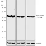 Thermo Fisher Scientific Goat anti-Rat IgG (H+L) Cross-Adsorbed Secondary Antibody, AP
