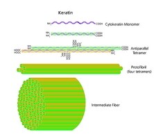 Merck KERATIN FROM HUMAN EPIDERMIS