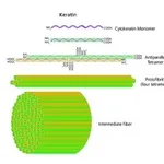 Merck KERATIN FROM HUMAN EPIDERMIS