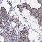 Merck Anti-ERMP1 antibody produced in rabbit