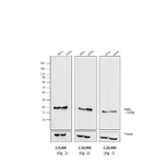 Thermo Fisher Scientific Goat anti-Mouse IgG, IgM (H+L) Secondary Antibody, HRP
