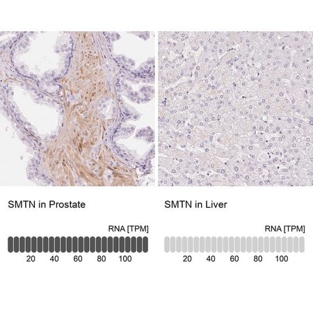 Merck Anti-SMTN antibody produced in rabbit